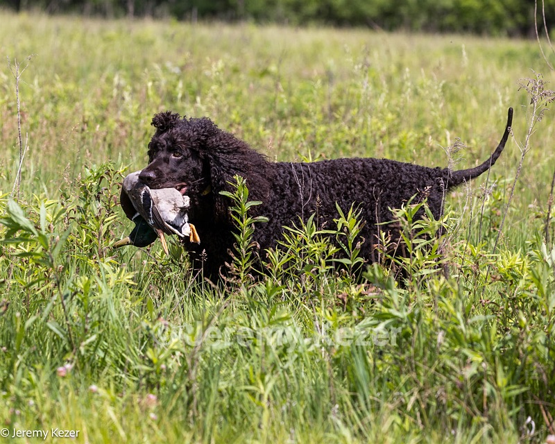 Ripley