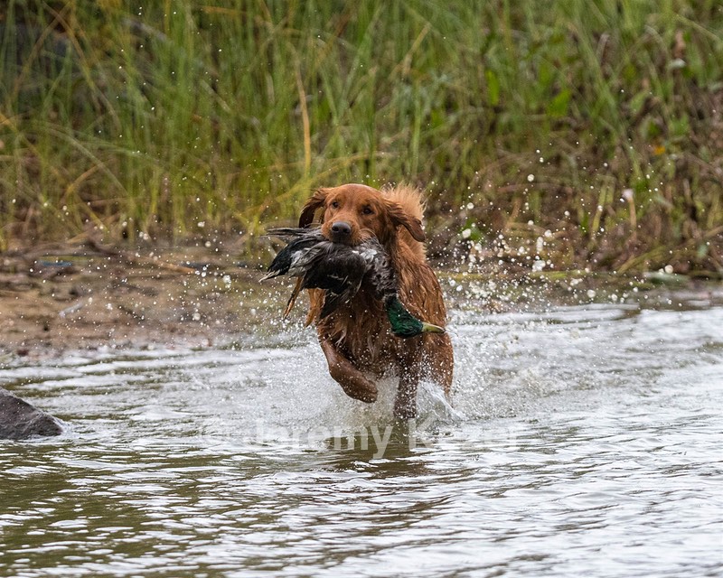 Tracker