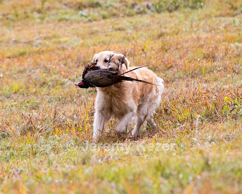 Ghillie