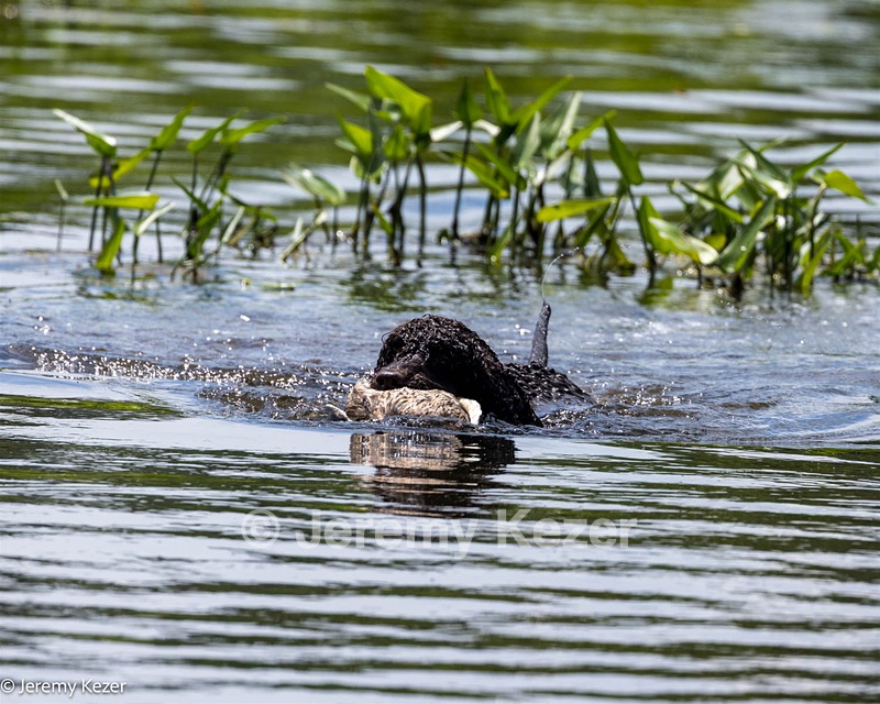 Ghillie