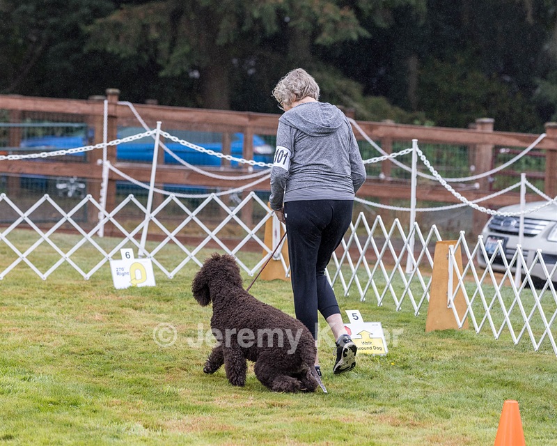 2201 - GCH CH MACH ARROYO'S BEGIN THE BEGUINE MXS MJS MXP MJP MXF T2B2 (Porter)