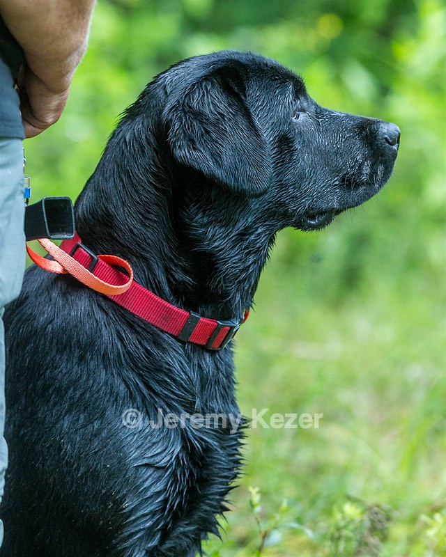 Murphy