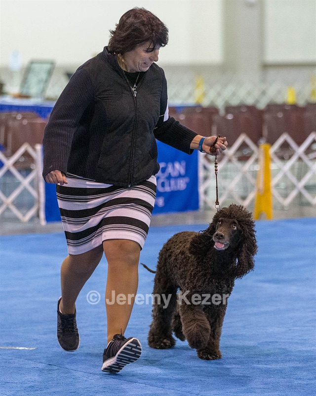 30 - GCH CH Chantico's Spirit In The Surf JH CD RA OA OAJ  NF (Selchie)