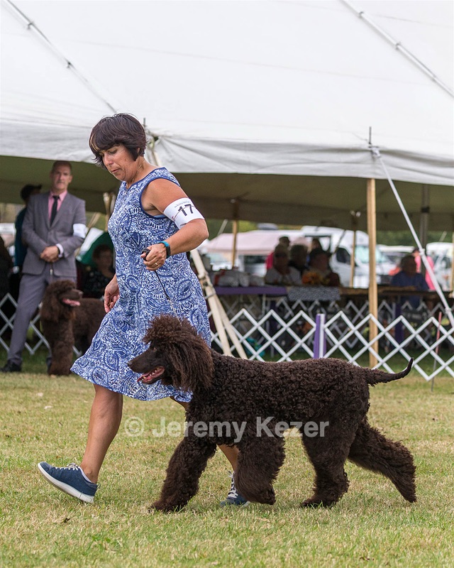 17 - GCH CHANTICO'S SHELTER FROM THE STORM RN XF MX (Reef)