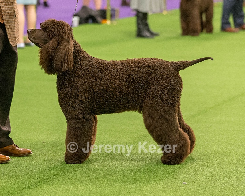 08 - GCH CH Quiet Storm My Boy's Wicked Smart CGCA TKA (Bayes)