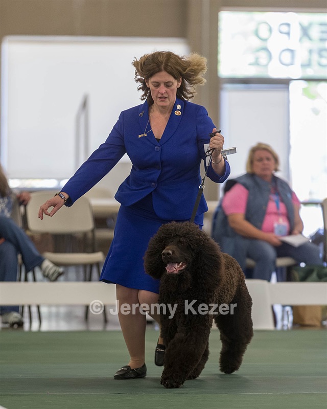 35 - GCHB CH FLINTCREST FULL MONTY (Jonny)