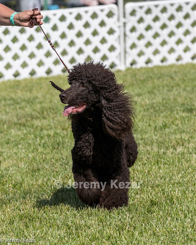 43 - GCH CH Chantico's Shelter From The Storm CD RA MX AXJ MXP2 MJP2 MJPB XF DS (Reef)