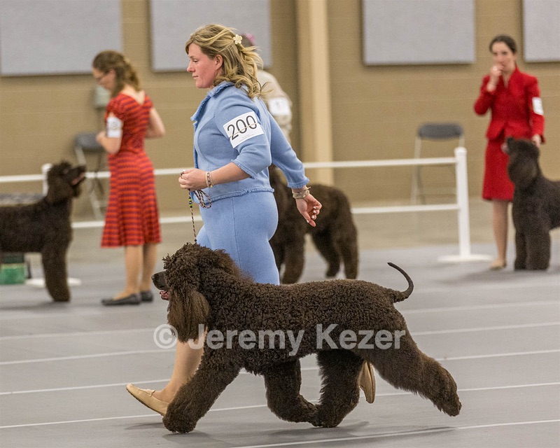 200 - GCH CH Poole’s Ide By Design (Skeeter)