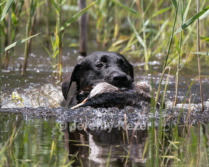 Moose Planty