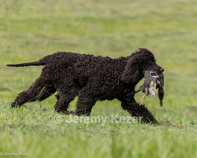 Arrow Kezer