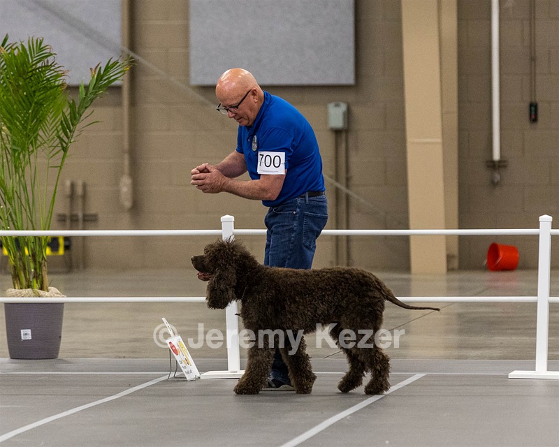 700 - GCH Blackthorn’s Lass That Loves A Sailor in Wicklow CD RM CGC