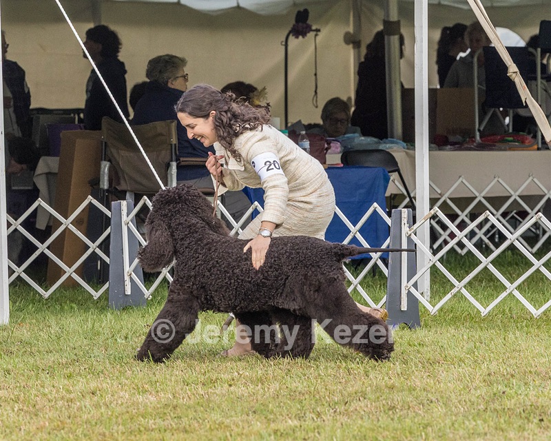 20 - GCHS CH POOLE'S IDE SAY NO MORE OHS CD RE JH DS (Simone)