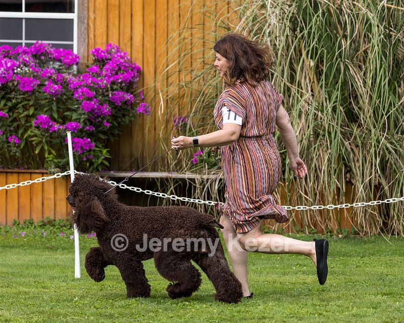 11 - GCH CH BREKKON'S FIRST MARK BN RN CGC TKN (Hunny)
