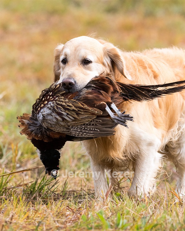 Ghillie