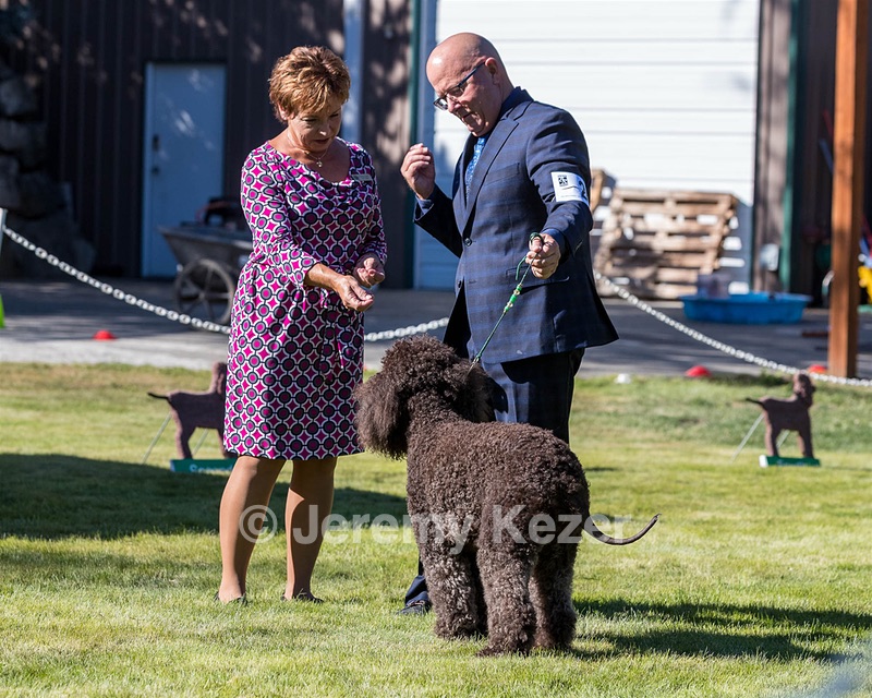 24 - GCH CH BLACKTHORN'S KEEVA CROMPTON RM AX AXJ XF TKN (Keeva)