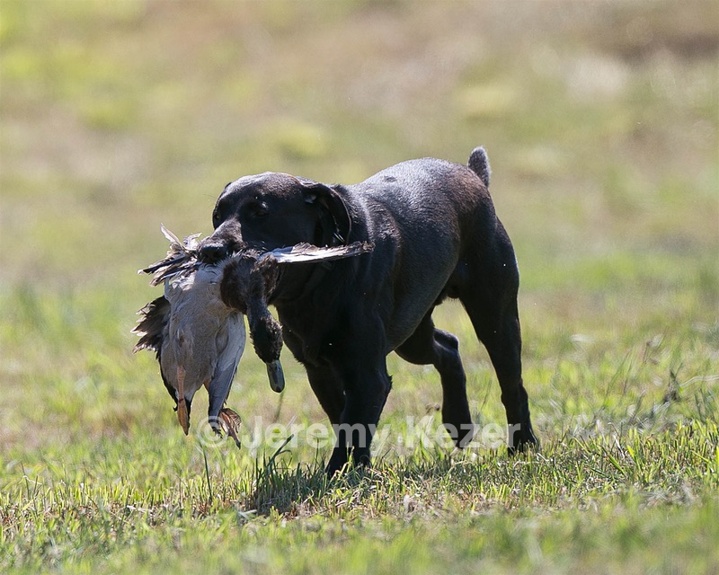 Moose Planty