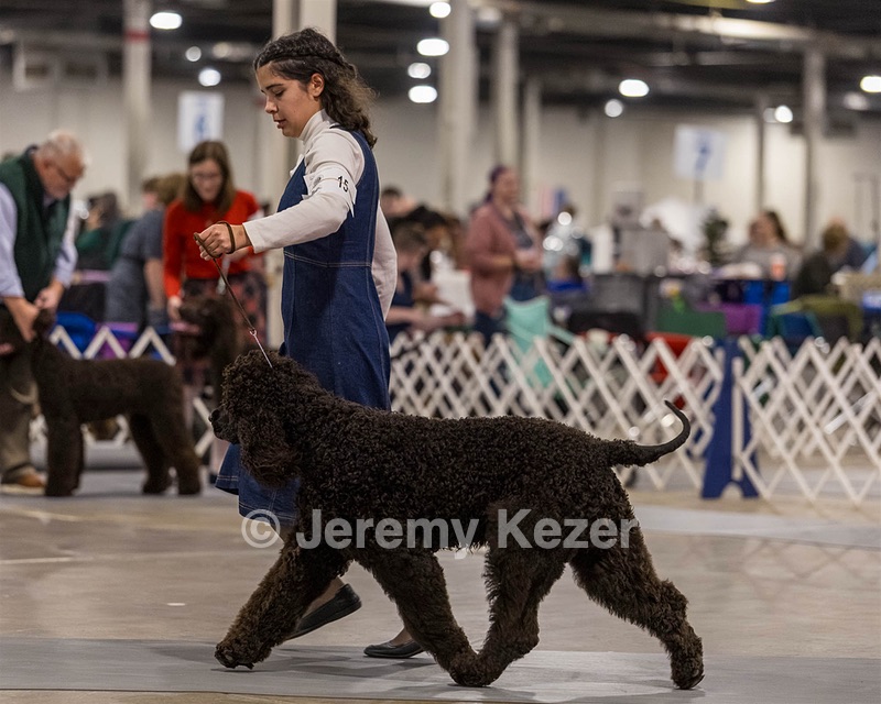 15 - CH POOLE'S IDE DARK KNIGHT (Oscar)