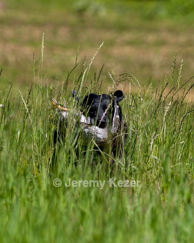 Ruger Bodine