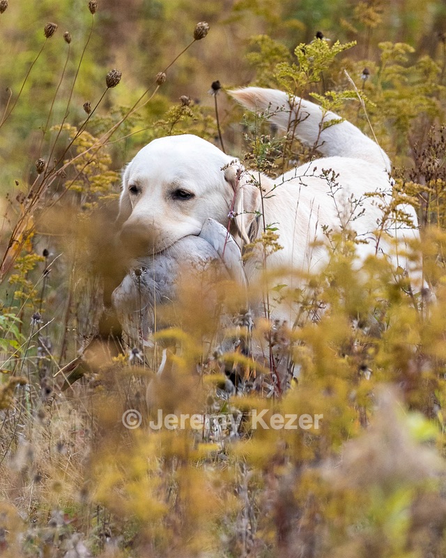 Grampian Happily Ever After RN JH CC WC (Henry)