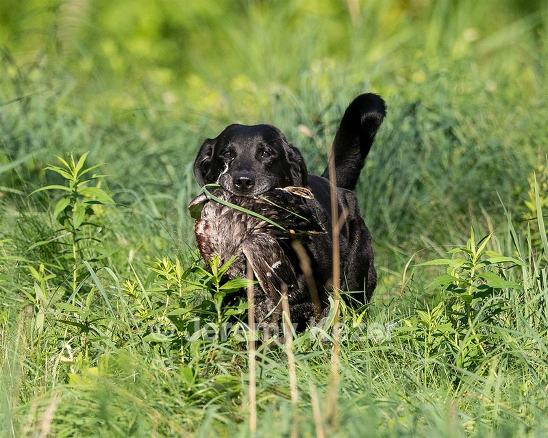 20150801-LRCGB-0004.jpg