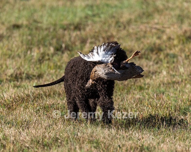 Ghillie Kezer