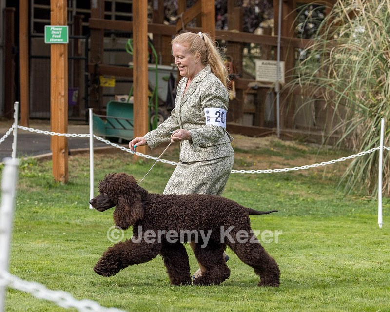 20 - CH COOMARA OGHA O'BOBN AT BELTANE CD BN RN BCAT RATO CGC TKI (Bob'N)