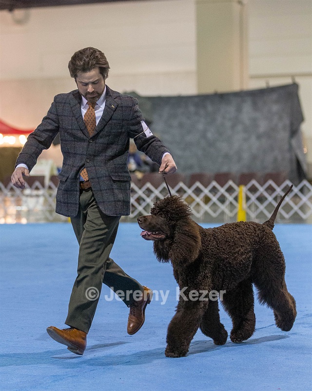 17 - GCH CH Quiet Storm My Boy's Wicked Smart  CGCA TKA (Bayes)