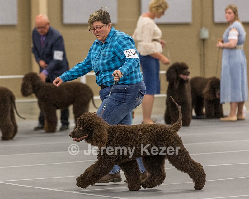204 - CH Brekkon’s Brown Eyed Girl At Flintcrest DJ CGC TKN FTI