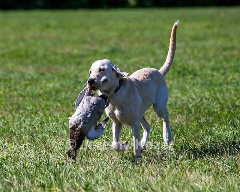 Sy