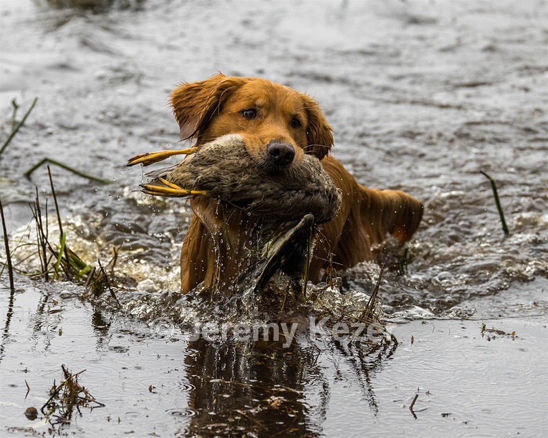 Lucas Harwood