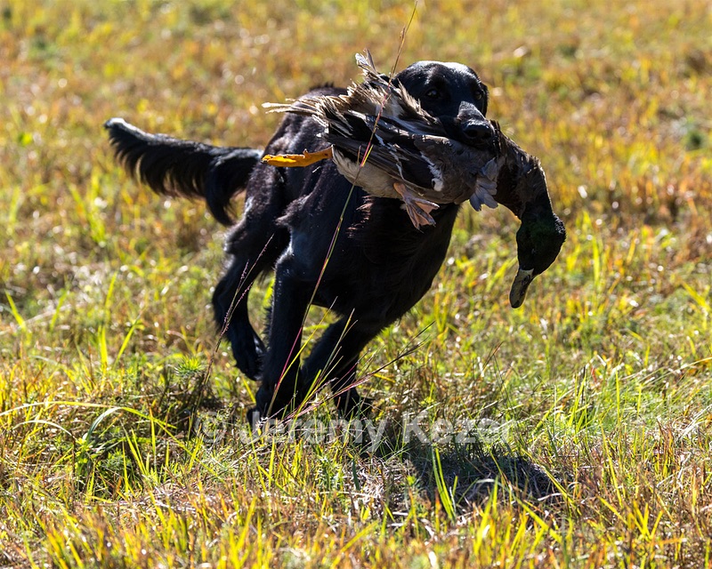 Test Dog