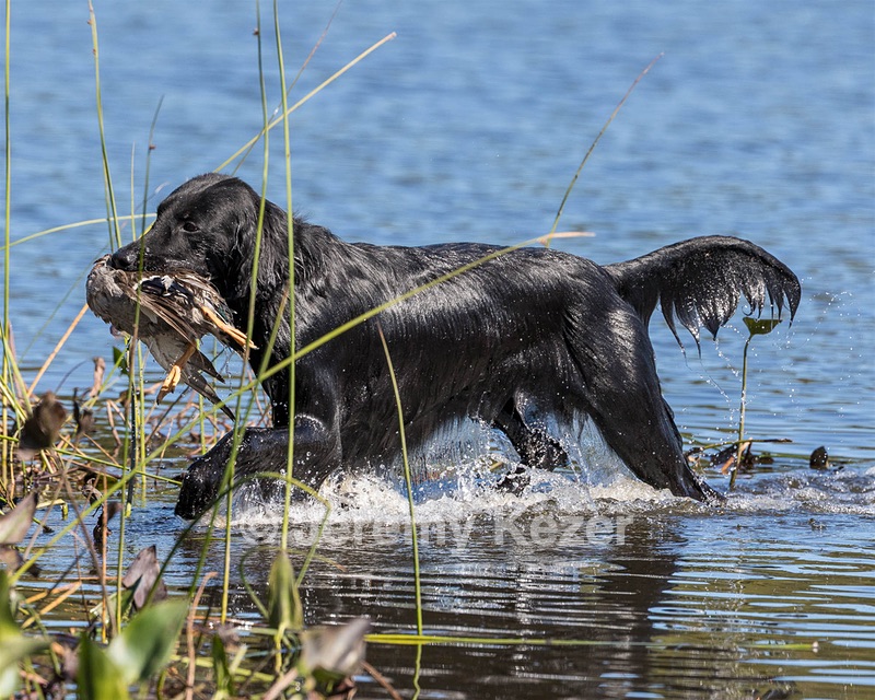 Ruger Bodine