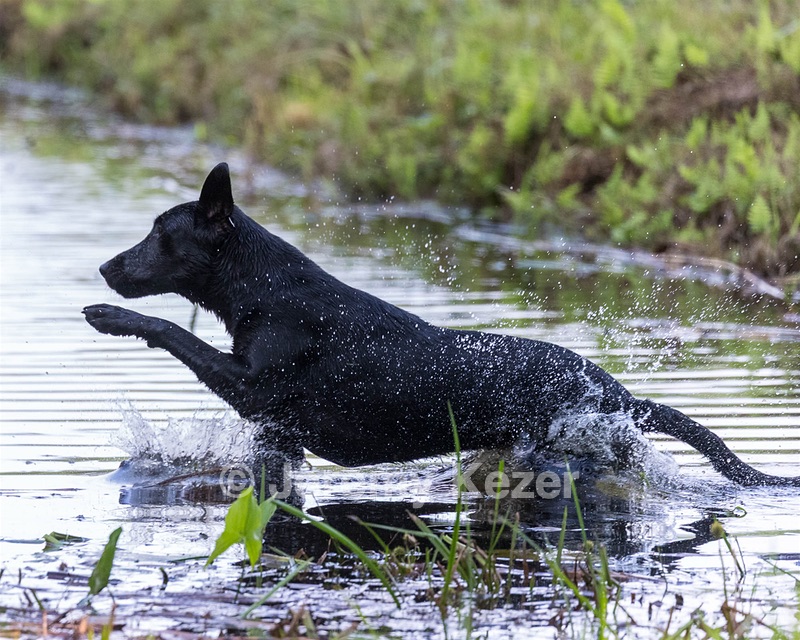 Mahi Flis