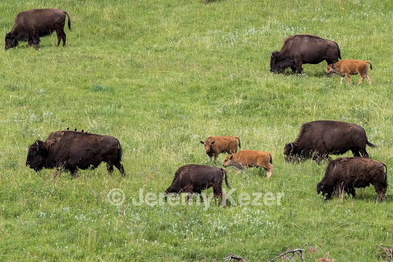 Bison, Custer State Park, South Dakota