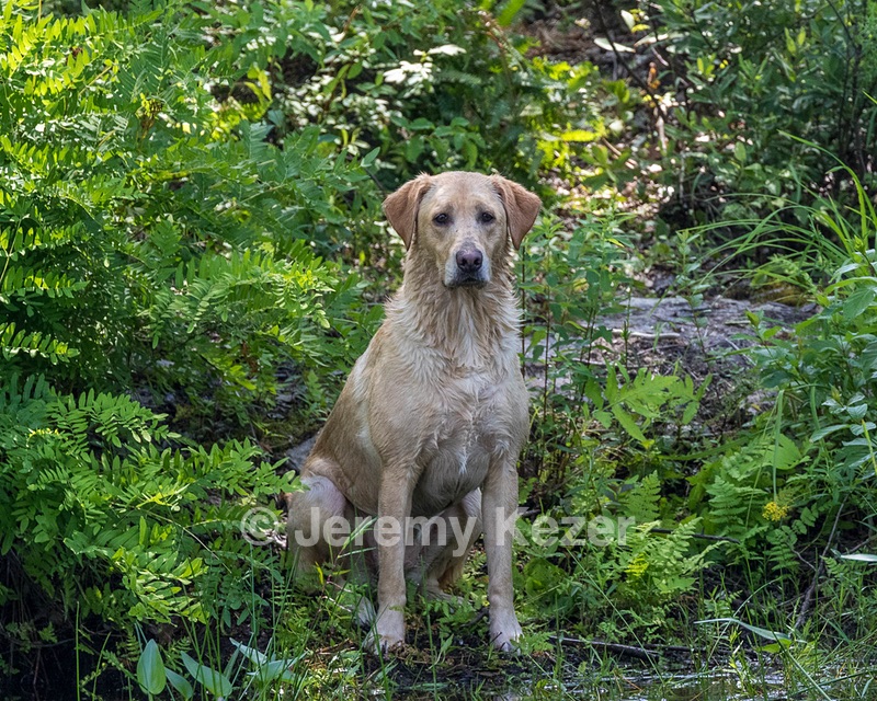 Daylee