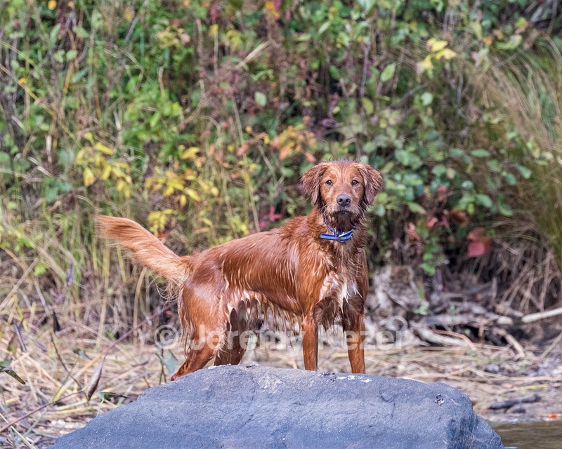 Finley
