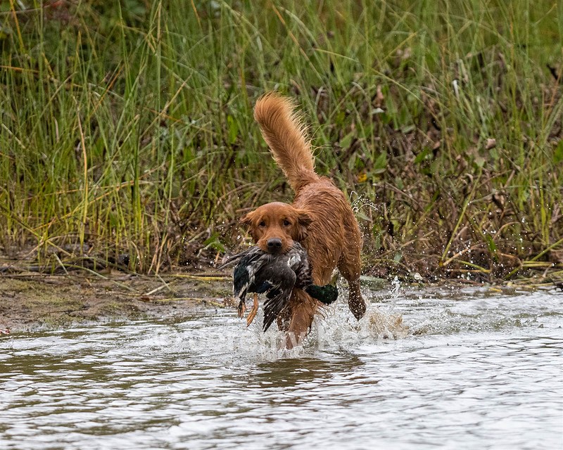 Tracker