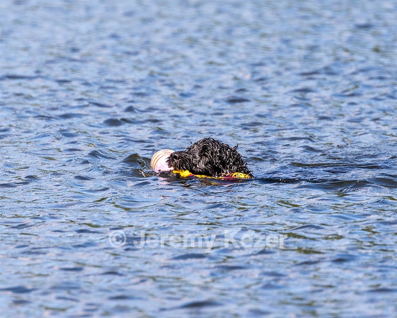 Nauti