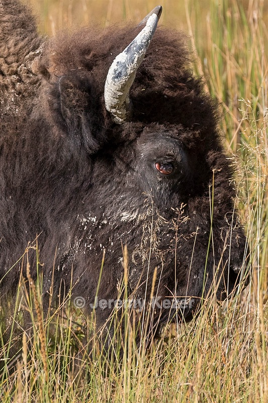 Bison, Yellowstone National Park