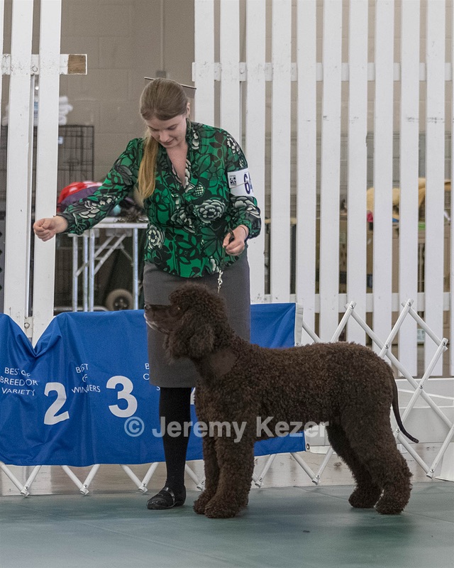 64 - GCH CH CAT N PATS LUCK BE A LADY RN CAX CGC