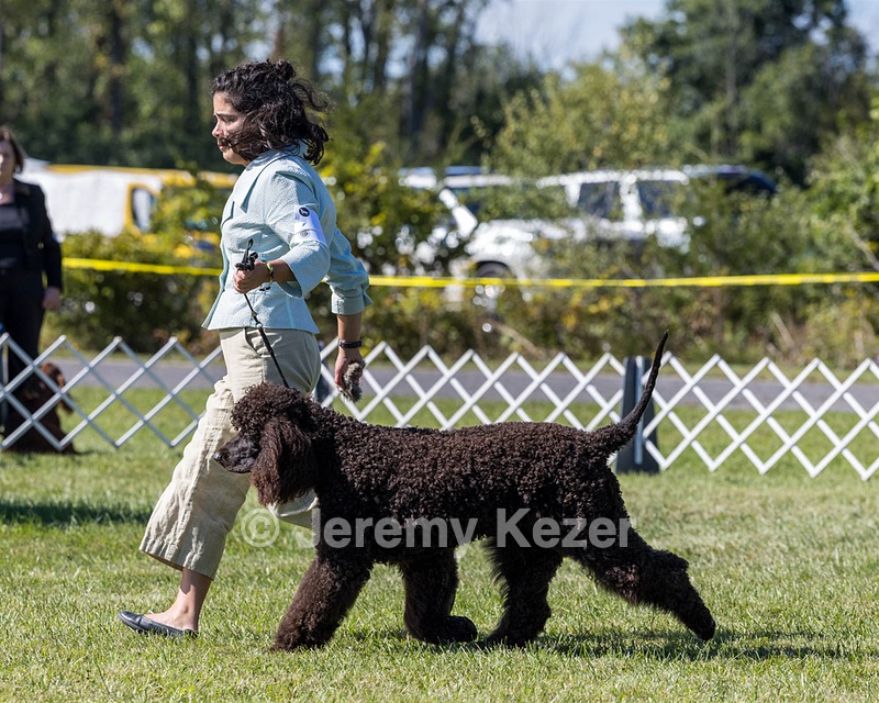 09 - GCH CH POOLE'S IDE DARK KNIGHT RN CGC TKN ATT (Oscar)