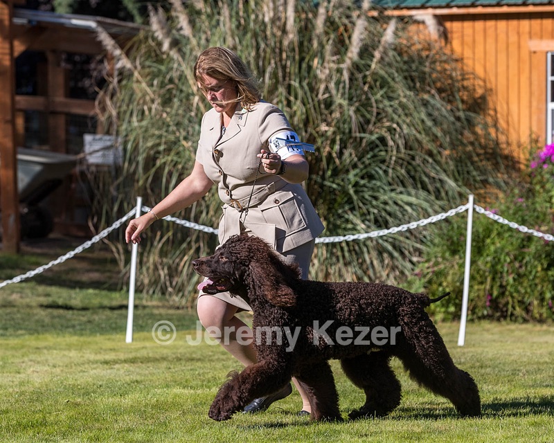 17 - GCH CH FLINTCREST FIVE STAR GENERAL (Grant)
