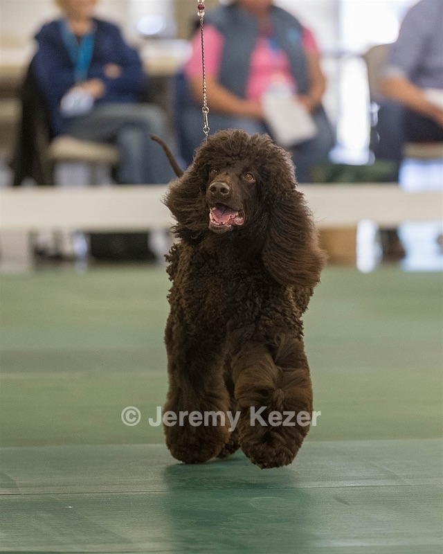 48 - GCH WHISTLE STOP'S TERRA MARIQUE POTENS (Honor)
