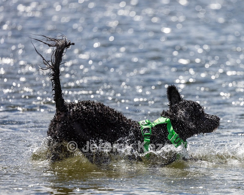 Ebony Ferrandino