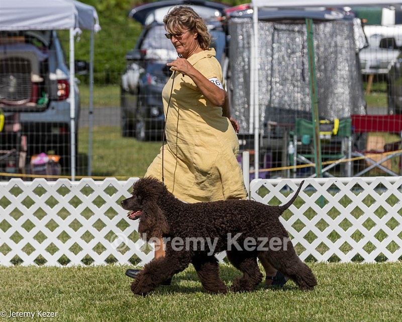 86 - GCH CH Chantico's The Power Of One (Allure)