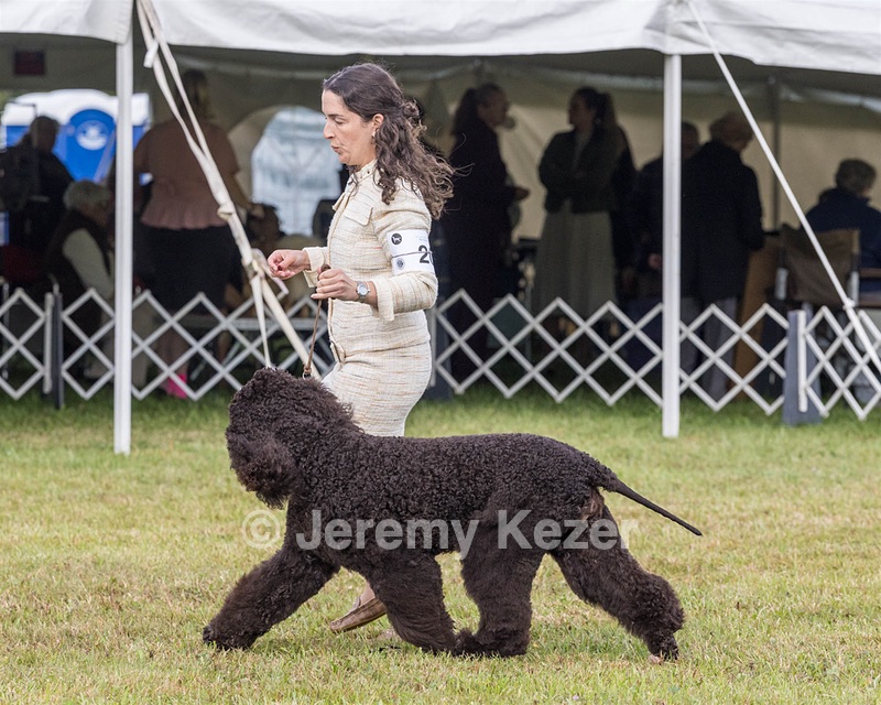 20 - GCHS CH POOLE'S IDE SAY NO MORE OHS CD RE JH DS (Simone)