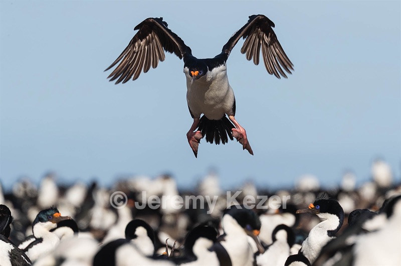 Imperial Shag, Bleaker Island, The Falklands