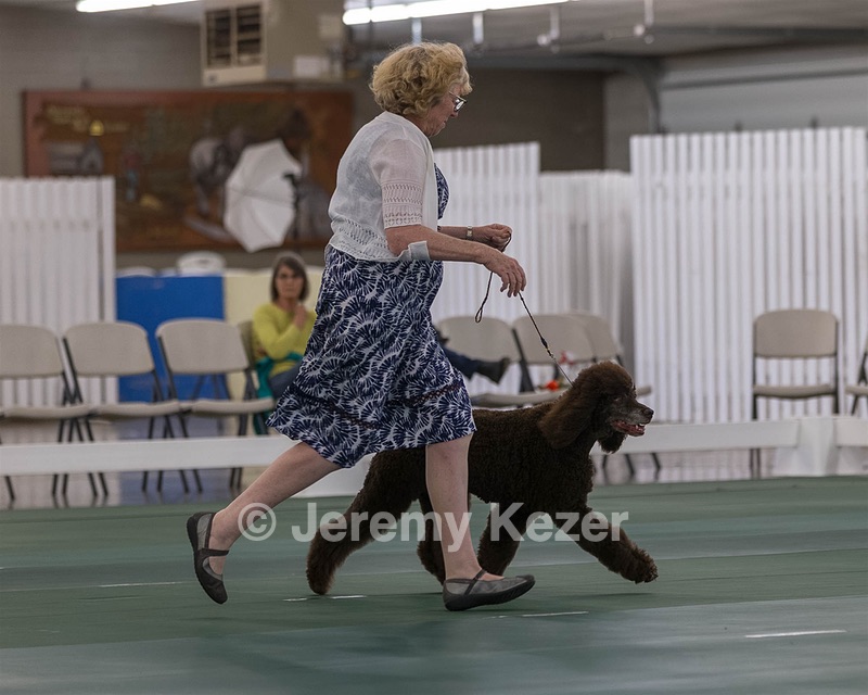 36 - GCH ARROYO'S BEGIN THE BEGUINE AX OAJ NF (Porter)