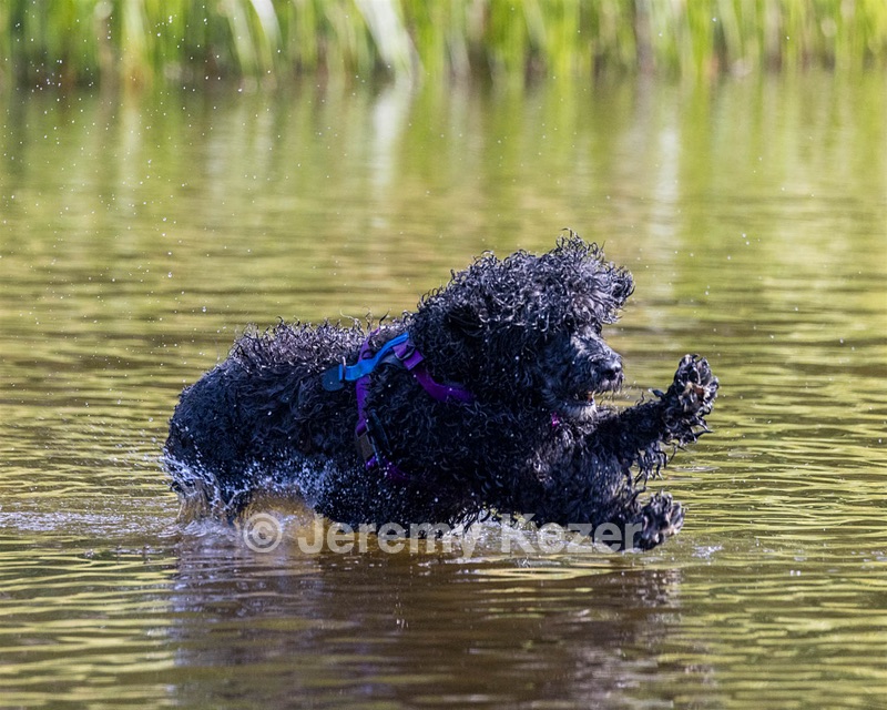 Perry