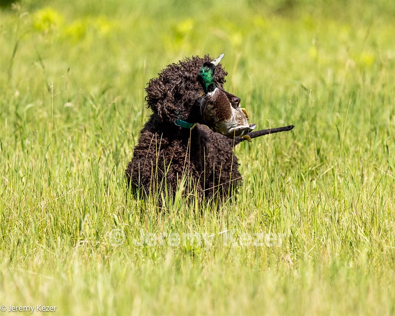 Ghillie
